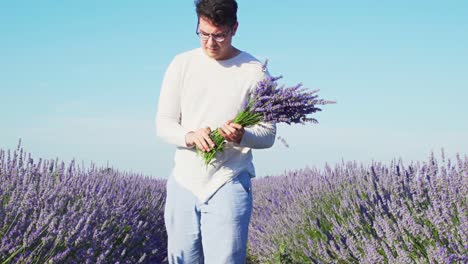 Man-Cutting-And-Collecting-Blooming-Lavender-Flowers-In-The-Meadow-At-Daytime