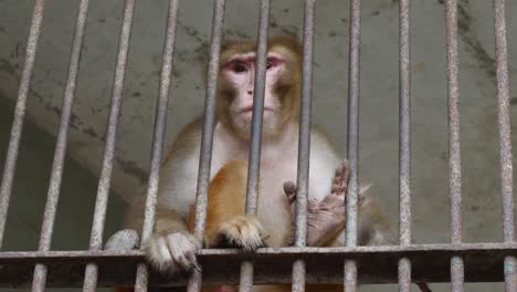 Rhesus-Macaque-Looking-Despondent-Behind-Metal-Bars-Of-Enclosure