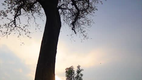 A-tree-in-silhouette-with-birds-flying-in-the-background
