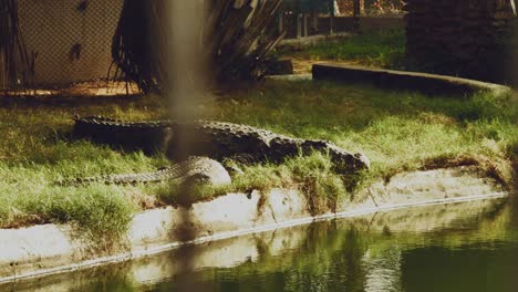 Two-Crocodiles-Resting-By-Waters-Edge-In-Zoo-Enclosure-On-Sunny-Day-Seen-Through-Wire-Fence