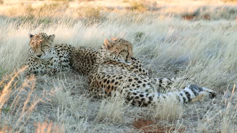 Close-up:-Cheetahs-relax-in-savanna-shade,-one-looks-toward-camera