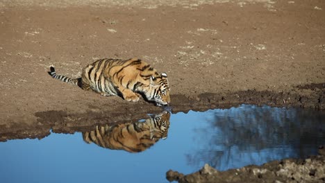 Tigre-De-Bengala-Adolescente-Se-Refleja-En-El-Estanque-Del-Mediodía-Mientras-Bebe-Agua