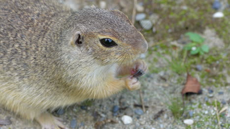 Macro-shot-of-wild-Ground-Squirrel-eating-snack-outdoors-in-wilderness-during-sunny-day