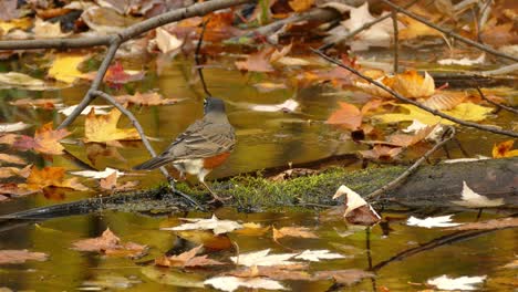 Amerikanisches-Rotkehlchen-Jagt-Im-Baumstamm-Auf-Einem-Teich-Voller-Abgefallener-Herbstblätter-Nach-Nahrung