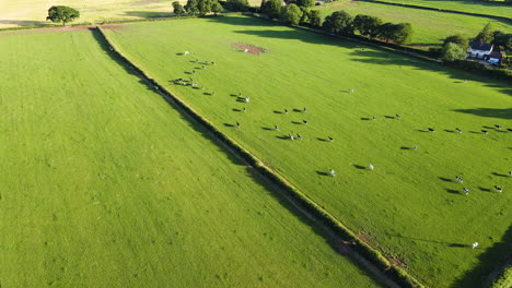 herd-of-cows-move-fast-through-a-farmers-field-in-rural-countryside,-England