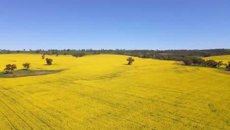 Aerial-Ascending-over-idyllic-Vibrant-Yellow-Canola-Field,-Australia-Countryside