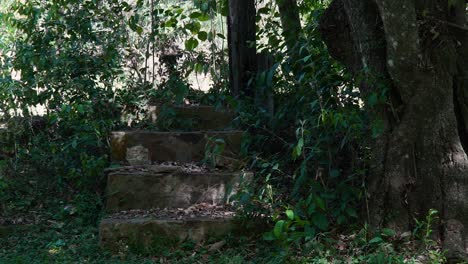 Verlassene-Treppen-In-Einem-Wald