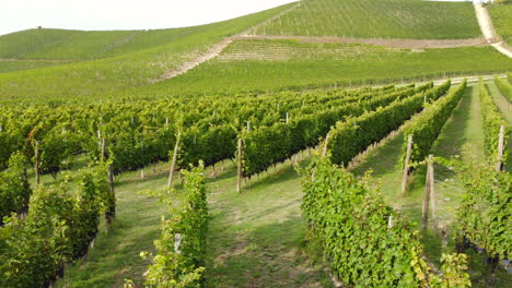 Viticultura-Viñedos-Agricultura-Orgánica-Cultivo-En-Langhe,-Piamonte-Italia