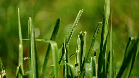 Grasrasen-Oder-Rasen,-Der-Mit-Einem-Sprinkler-Bewässert-Wird-–-Isoliert-Aus-Nächster-Nähe-Auf-Dem-Mit-Wassertropfen-Bedeckten-Gras