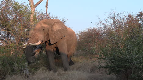 A-large-elephant-bull-feeding,-with-temporin-dripping-from-his-temporal-glands-which-is-a-sign-of-musth