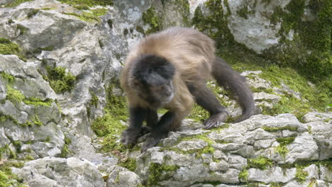 Close-up-shot-of-wild-Capuchin-Monkey-during-hunt-of-prey-under-rocks-in-wilderness---prores-4k-footage