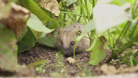 Tiny-European-Hedgehog-Feeding-On-Leafy-Vegetables-In-A-Garden---close-up