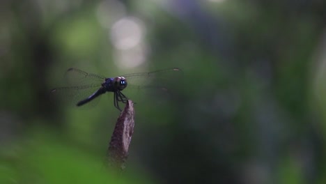 Dragonfly-rests-on-a-branch-in-a-green-tropical-forest