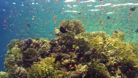 Korallenrifflandschaft-Mit-Orangefarbenen-Rifffischen-Im-Seichten-Wasser-Im-Roten-Meer