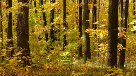 Amazing-golden-enriched-woods-in-breeze-wide-shot
