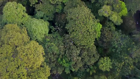 Aerial---Flying-along-treetops-of-Medellín,-top-down-shot-of-lush-greenery,-Colombia