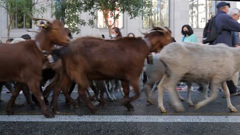 Über-1000-Schafe-Laufen-Durch-Das-Zentrum-Von-Madrid-Zur-Jährlichen-Fiesta-De-La-Trashumancia