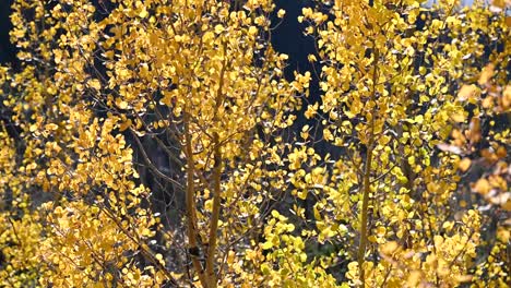 Golden-aspen-leaves-being-blown-by-a-strong-gust-of-wind-in-the-fall,-Handheld
