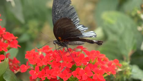 Majestic-Male-Scarlet-Mormon-Butterfly-working-in-Red-Flower-in-Wilderness---Collecting-nectar-with-legs-during-sunny-day---Macro-close-up