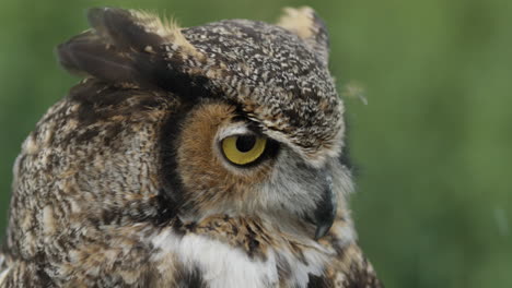 Great-horned-owl-face-close-up-in-a-forest-of-North-America