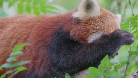Macro-close-up-of-cute-sleepy-red-bear-cat-or-red-panda-wake-up-in-tree-in-the-morning,4K