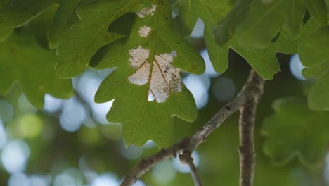 Eichengrüne-Blätter-Am-Frühlingsmorgen---Nahaufnahme
