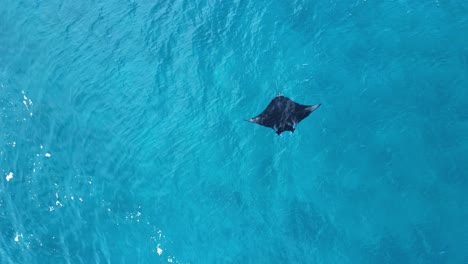 Large-marine-Manta-Ray-glides-effortlessly-through-the-turquoise-water-of-a-tropical-island-on-the-Great-Barrier-Reef