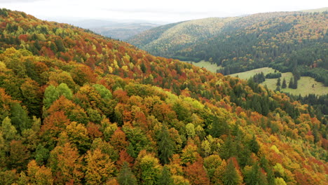 Aerial-Flying-Over-Multicolored-Mixed-Autumn-Woodland-in-Romanian-mountains