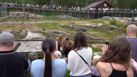 Riesige-Menschenmenge,-Die-Den-Traurigen-Braunbären-In-Gefangenschaft-Beobachtet-Und-Filmt-–-Norwegischer-Bärenpark-In-Flaa-Hallingdal-–-Statisches-Handheld-Hinter-Dem-Publikum
