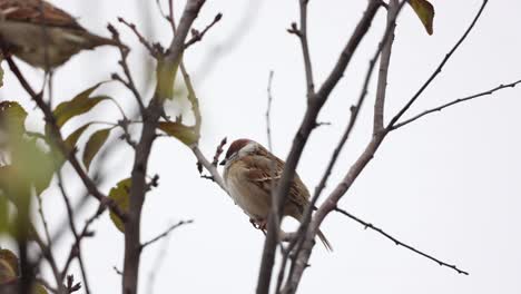 Sparrow-Birds-Rest-On-Leafless-Branch-Of-A-Plant-During-Daytime