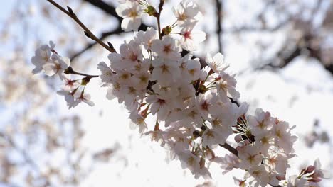 Die-Kirschblüte-In-Tokio