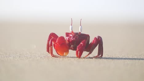 Red-Ghost-Crab-Relaxing-On-Sunny-Cox's-Bazaar-Beach-In-Bangladesh