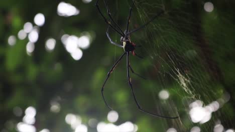 Black-Giant-Golden-Orb-Weaver-Spider-Resting-On-Silk-Web