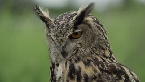 Eagle-owl-close-up-face-and-neck