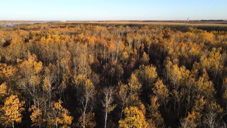 Drone-flying-towards-a-big-autumnal-forest-in-central-Alberta,-Canada