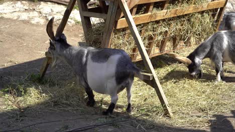 White-and-grey-goats-with-big-horns-are-feeding-on-hay-from-feeding-station-at-Norwegian-farm---Summer-day-static-clip