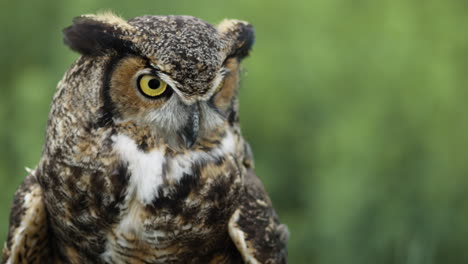 Great-horned-owl-looking-around-for-food