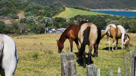 Close-up-of-wild-horses-grazing-on-meadow-in-front-of-Maitai-Bay-in-New-Zealand