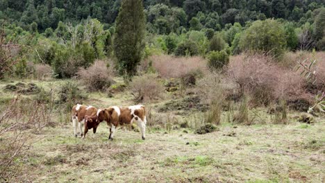 Zwei-Neugierige-Kühe-Im-Wald