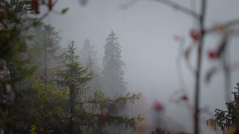 Thick-foggy-mist-covering-forest-pine-trees-on-high-humid-mountain