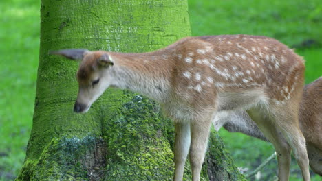 Cute-Fawn-grazing-outdoors-in-tree-in-wilderness-and-enjoying-life,slow-motion-close-up