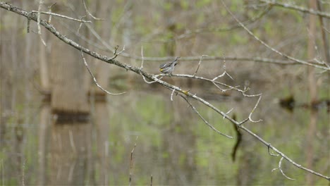 Yellow-rumped-warbler-bird-perched-on-branch-above-water-in-forest,-animal