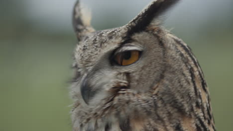 Eagle-owl-quick-head-turn-in-slow-motion-in-forest