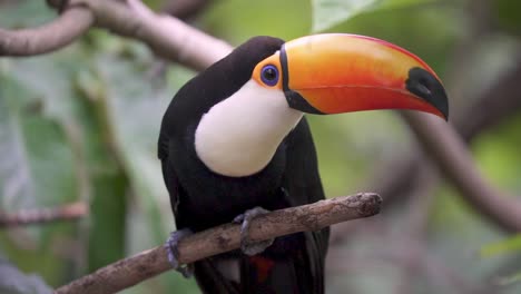 Slow-motion-footage-of-a-Ramphastos-toco-or-giant-toucan-perched-on-a-branch-in-the-dense-Amazon-rainforest
