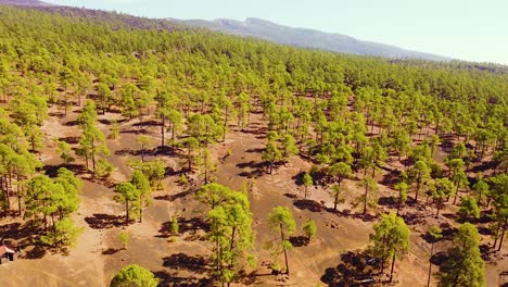 Green-vibrant-forest-crown-of-Tenerife-island,-aerial-pan-left-view