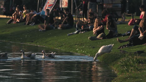 Scene-with-people-by-lake-enjoying-sunset,-geese-entering-water