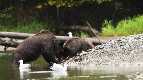 Grizzly-bear-and-cub-eating-salmon-on-river-bank
