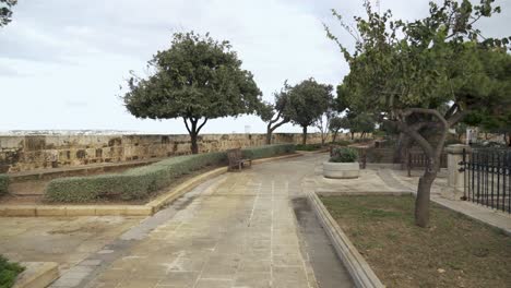 Olive-Trees-Growing-in-Hastings-Gardens-in-Malta-Capital-Valletta