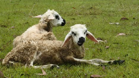 Zwei-Weiße-Schafe-Grasen-Auf-Einem-Feld