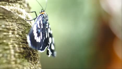 Schwarzer-Schmetterling-Thront-Auf-Einem-Ast-Im-Wilden-Wald